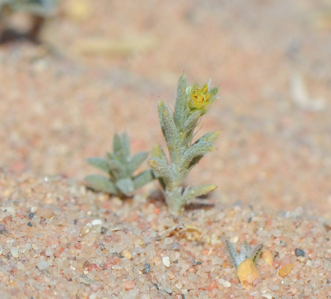 Изображение особи Polycarpaea repens.