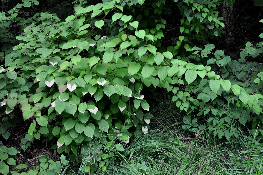 Изображение особи Actinidia kolomikta.