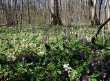 Corydalis cava