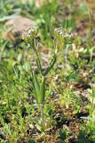 Valerianella cymbocarpa