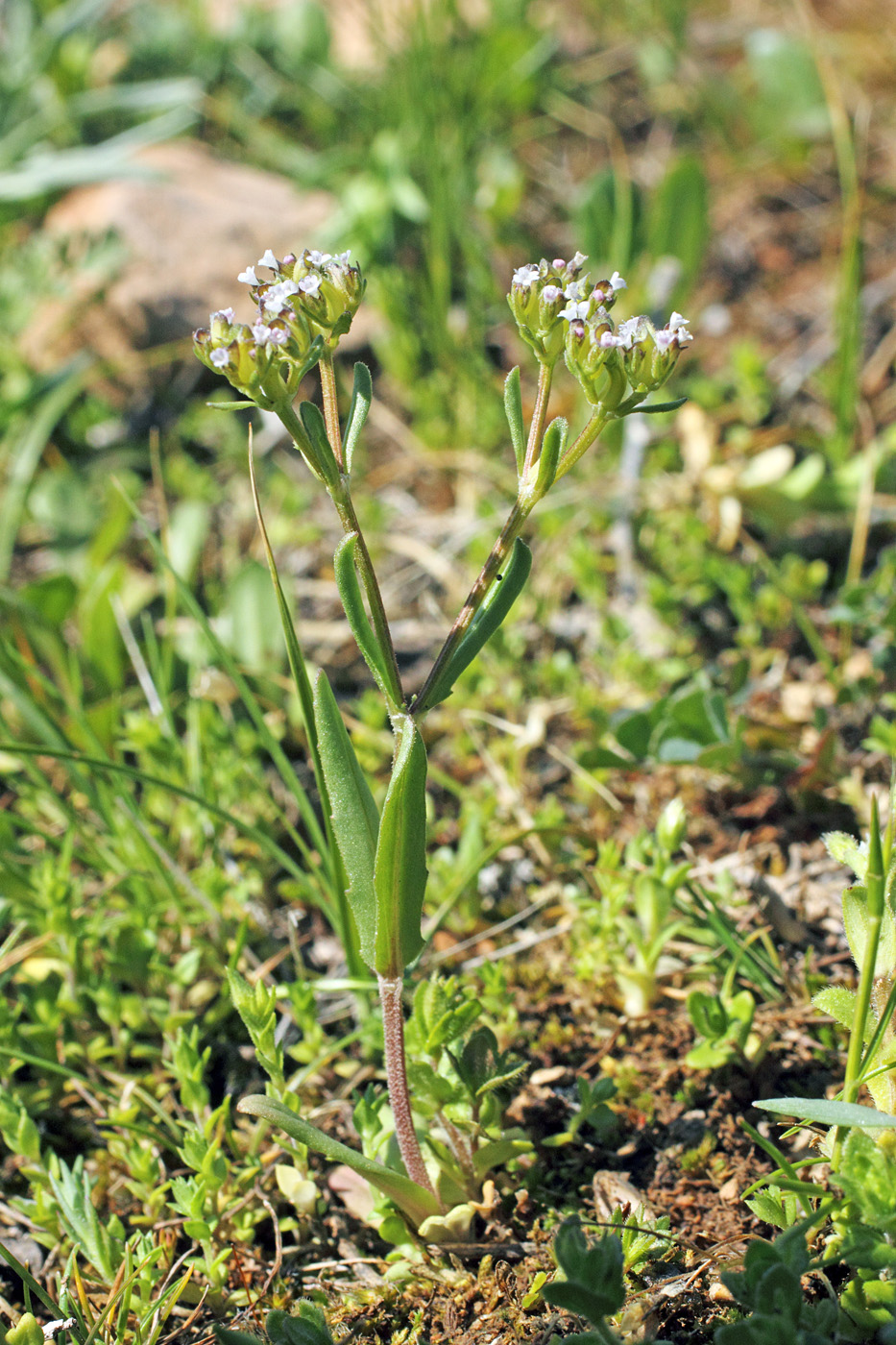 Изображение особи Valerianella cymbaecarpa.