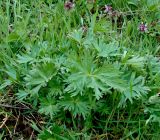 Delphinium schmalhausenii