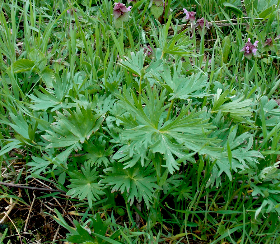 Image of Delphinium schmalhausenii specimen.