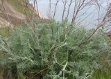genus Artemisia