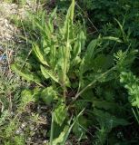 Rumex tuberosus