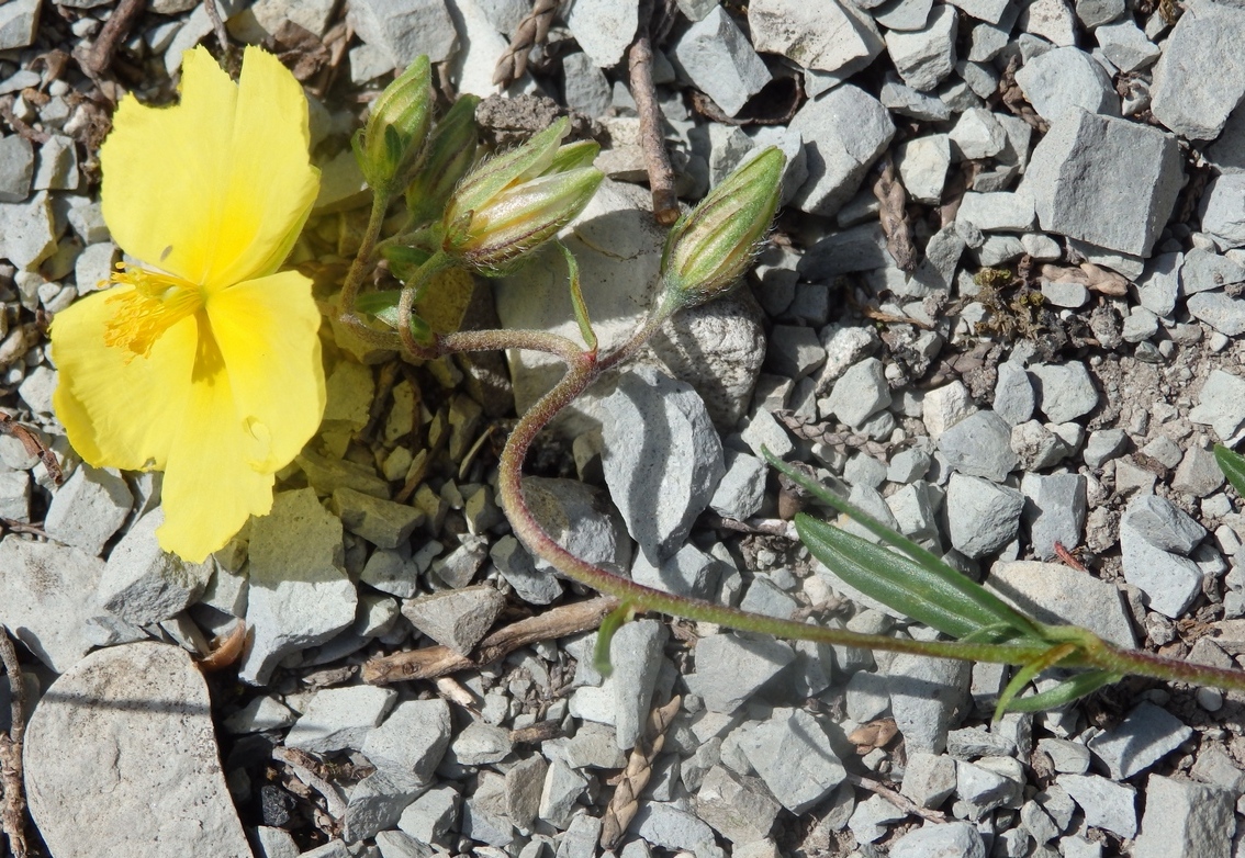 Image of genus Helianthemum specimen.