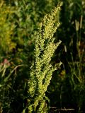 Rumex crispus. Верхушка плодоносящего растения. Санкт-Петербург, окр. Пискарёвского парка. 05.07.2009.