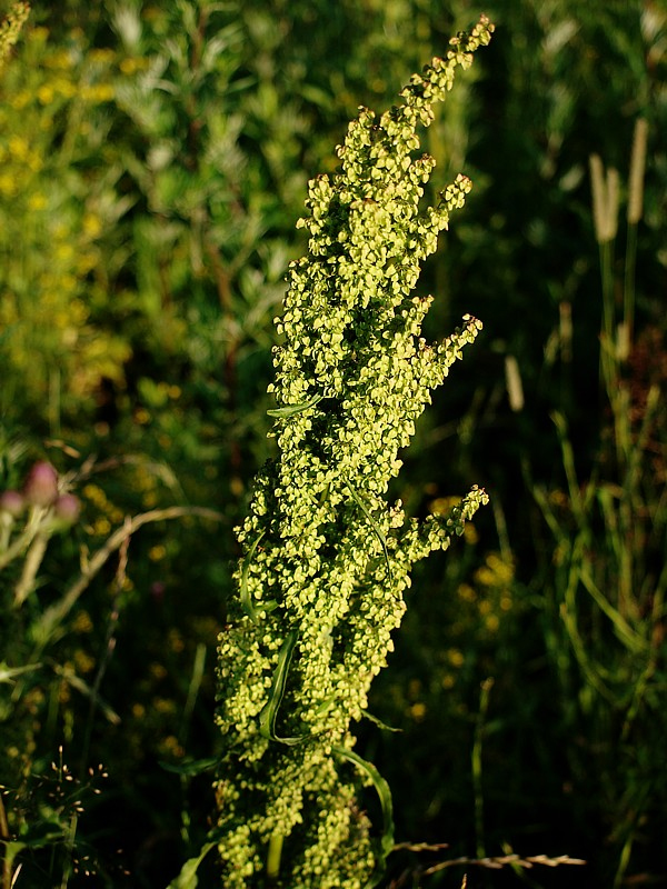 Изображение особи Rumex crispus.