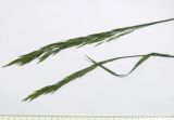 Bromopsis inermis