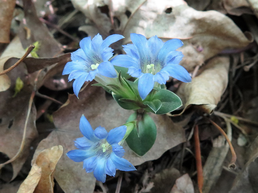 Image of Gentiana zollingeri specimen.