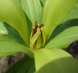 Trillium cuneatum