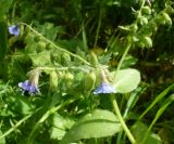 Pulmonaria mollis