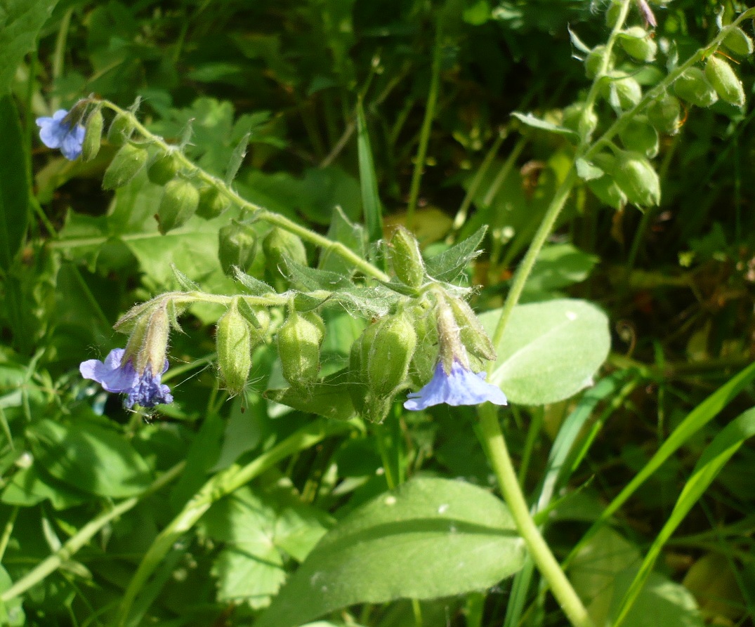 Image of Pulmonaria mollis specimen.