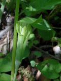 Arisaema amurense