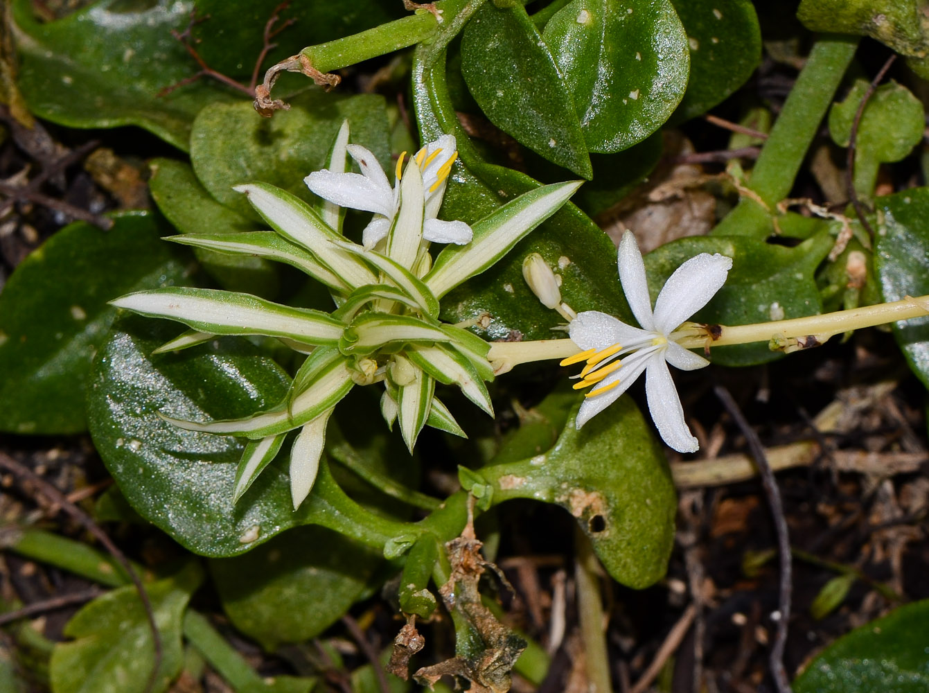 Image of Chlorophytum comosum specimen.