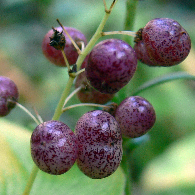 Image of Maianthemum bifolium specimen.