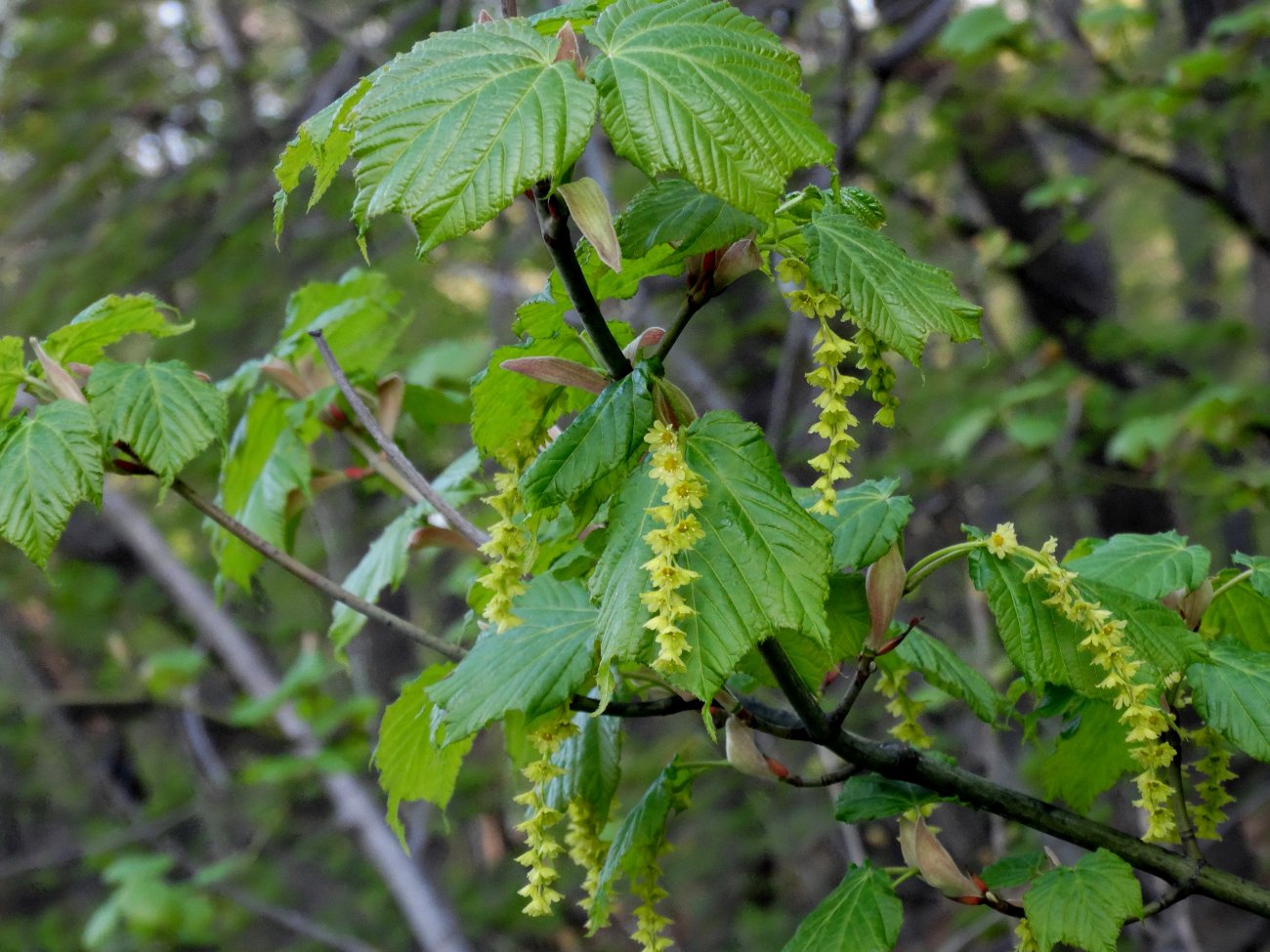 Image of Acer tegmentosum specimen.