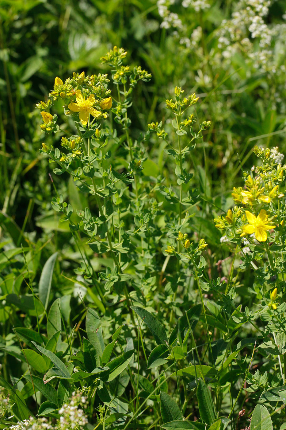 Изображение особи Hypericum perforatum.