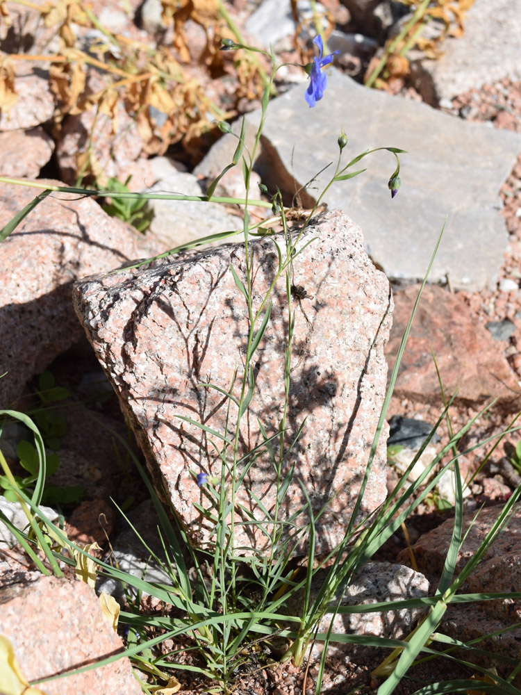 Image of Linum macrorhizum specimen.