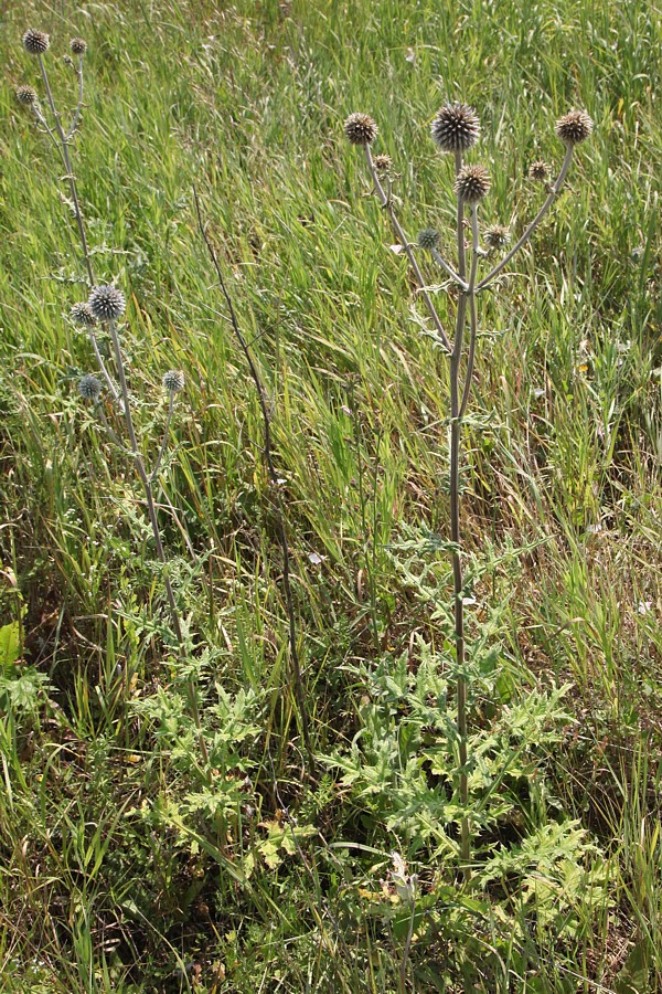 Изображение особи Echinops sphaerocephalus.