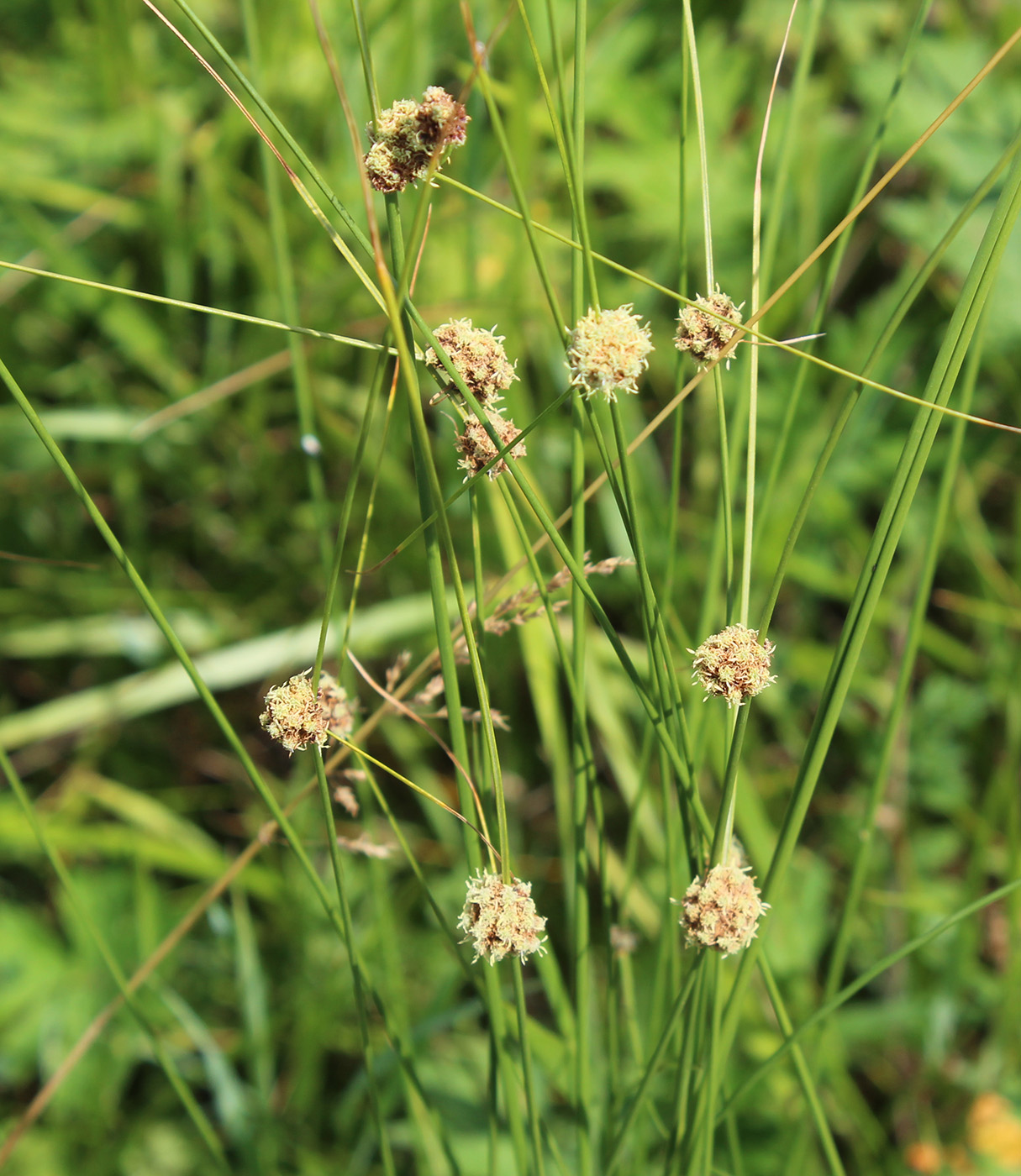 Изображение особи Scirpoides holoschoenus.