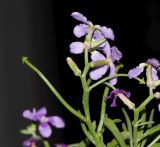 Matthiola variety bolleana