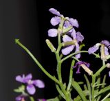 Matthiola fruticulosa variety bolleana. Соцветие с плодами. Испания, автономное сообщество Канарские острова, остров Фуэртевентура, провинция Лас Пальмас, муниципалитет Ла Олива, северные окр. пос. Эль Котильо, восточнее пояса дюн, у заброшенной дороги. 13.03.2016.