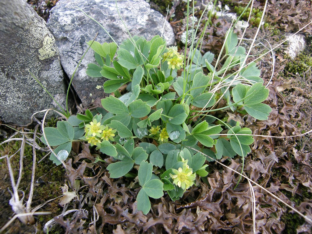 Image of Sibbaldia procumbens specimen.