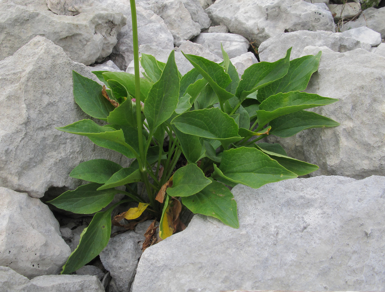 Изображение особи Valeriana alpestris.