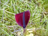 Arum palaestinum