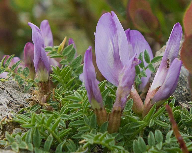 Image of Astragalus levieri specimen.