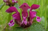 Lamium maculatum