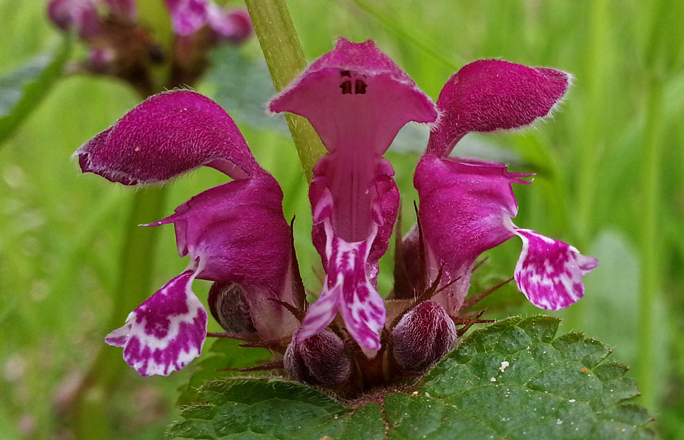 Изображение особи Lamium maculatum.