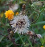 Picris hieracioides