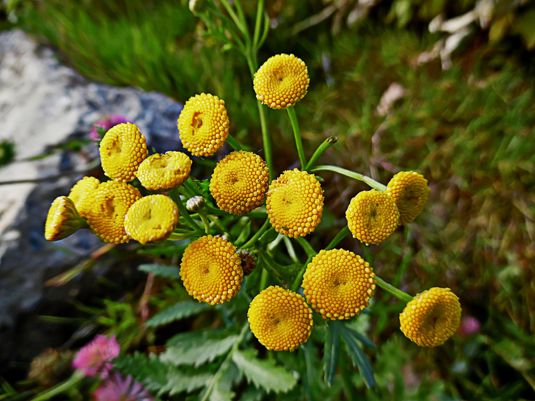 Изображение особи Tanacetum vulgare.