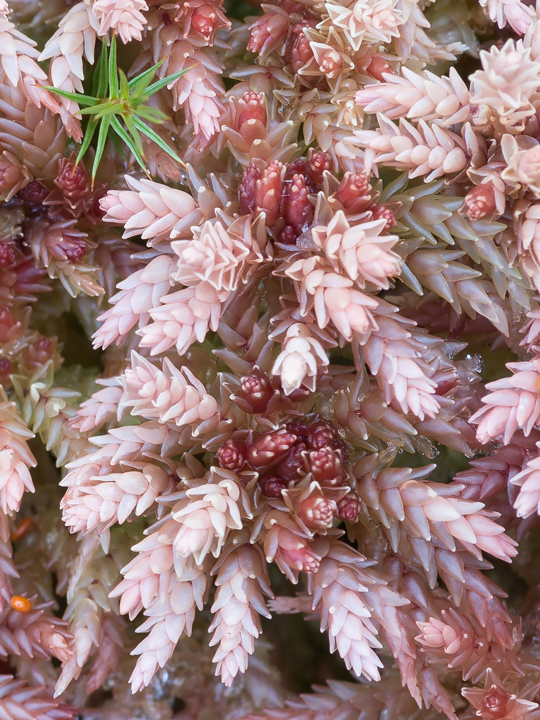 Image of Sphagnum divinum specimen.