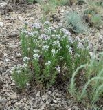 Limonium cretaceum