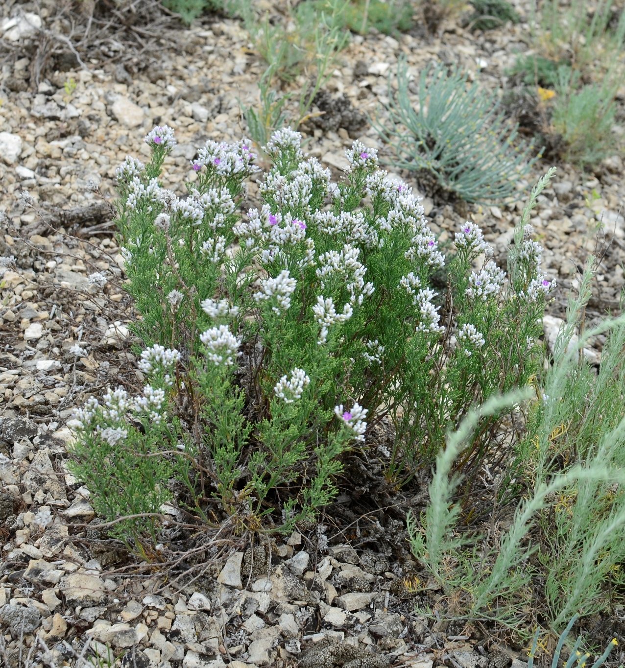 Изображение особи Limonium cretaceum.