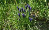 Muscari leucostomum