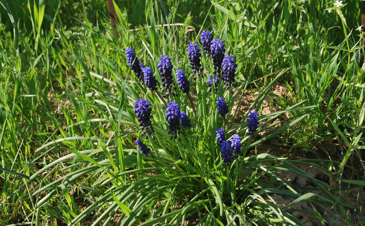 Изображение особи Muscari leucostomum.