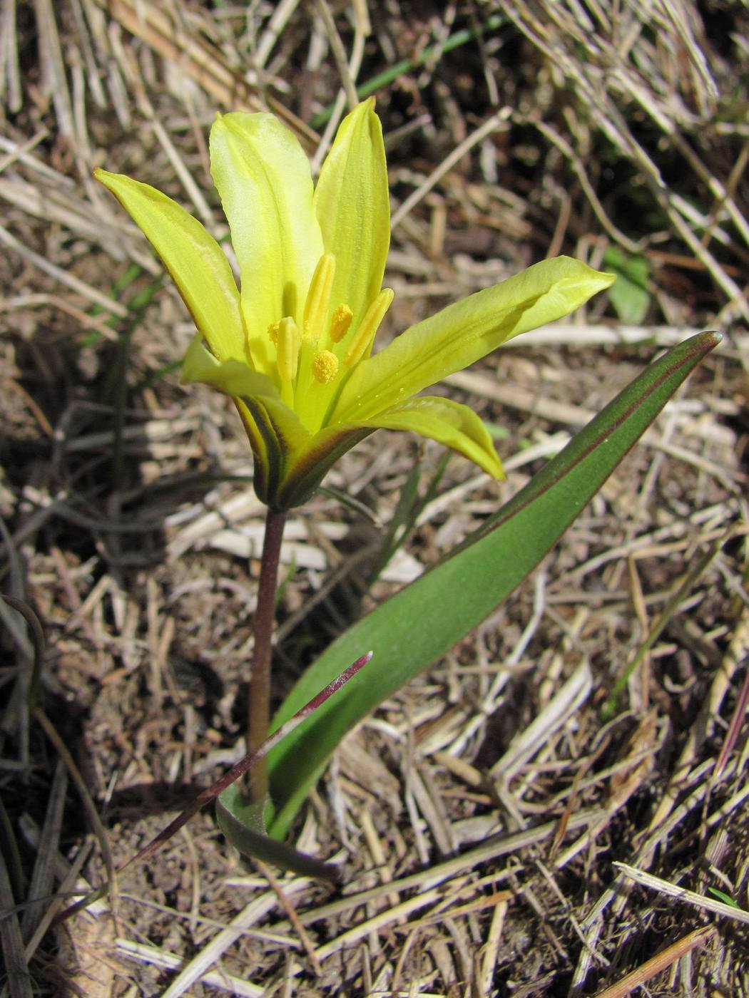 Изображение особи Tulipa heterophylla.