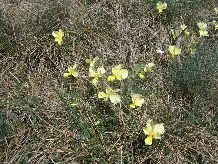 Image of Viola oreades specimen.