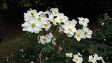 Anemone hupehensis