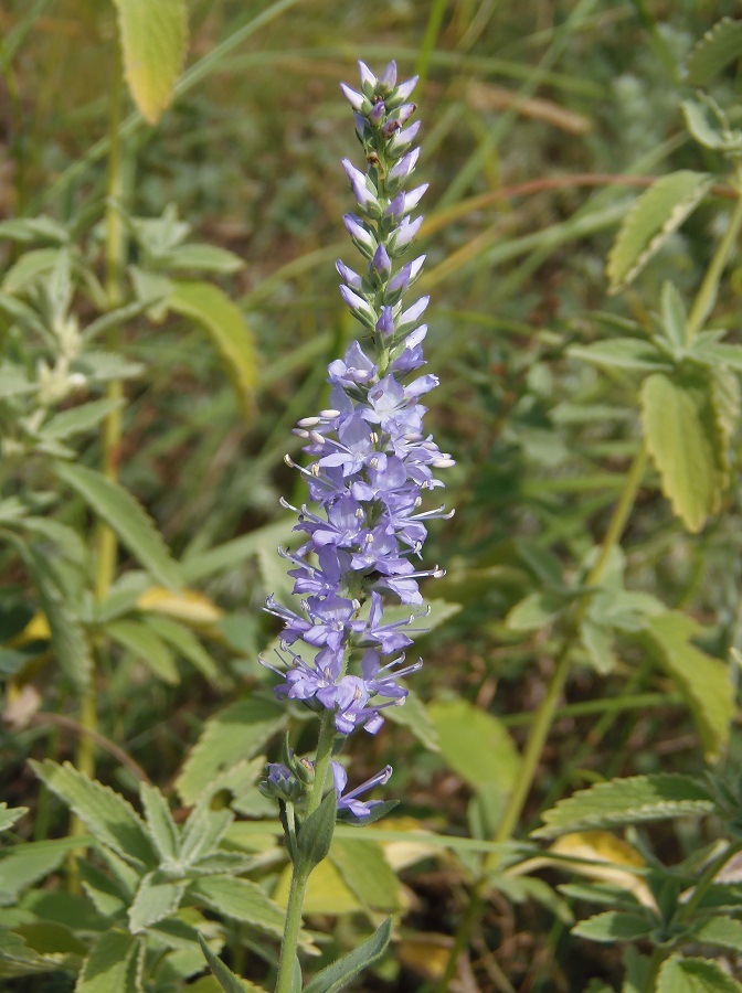 Изображение особи Veronica orchidea.