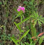 Dianthus barbatus. Верхушка цветущего растения. Иркутская обл., Шелеховский р-н, пос. Глубокая, возле частного дома. 19.07.2016.