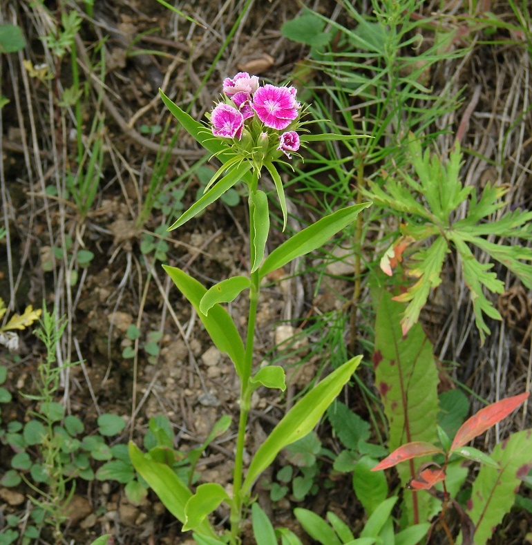 Изображение особи Dianthus barbatus.