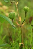 Lilium debile