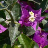 род Bougainvillea. Ветвь с цветком. Турция, р-н Алании, пос. Махмутлар. 12.07.2006.