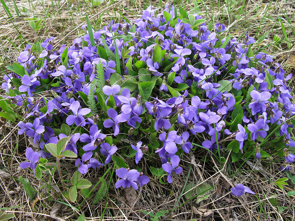 Image of genus Viola specimen.