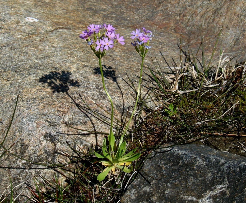 Изображение особи Primula serrata.